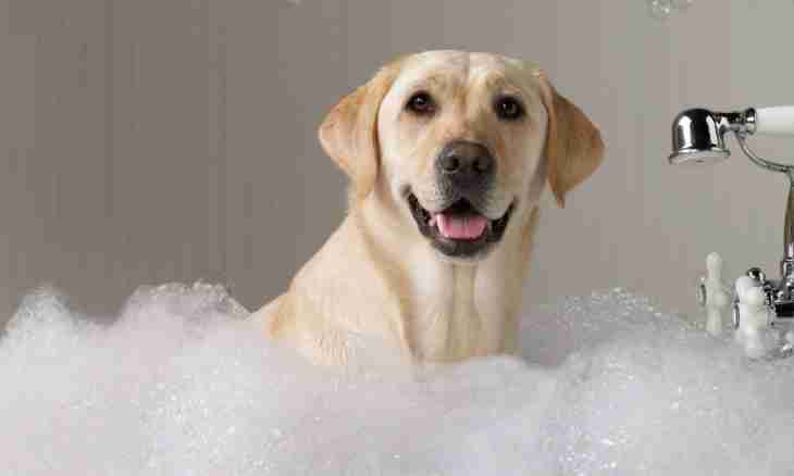 How to bathe a Labrador